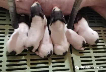 中科奥格第二种六基因猪诞生，增强凝血保护