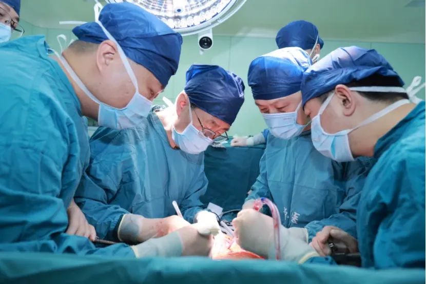 中科奥格供体猪又一重大突破——国际首例基因编辑猪到脑死亡患者异种原位全肝移植获成功