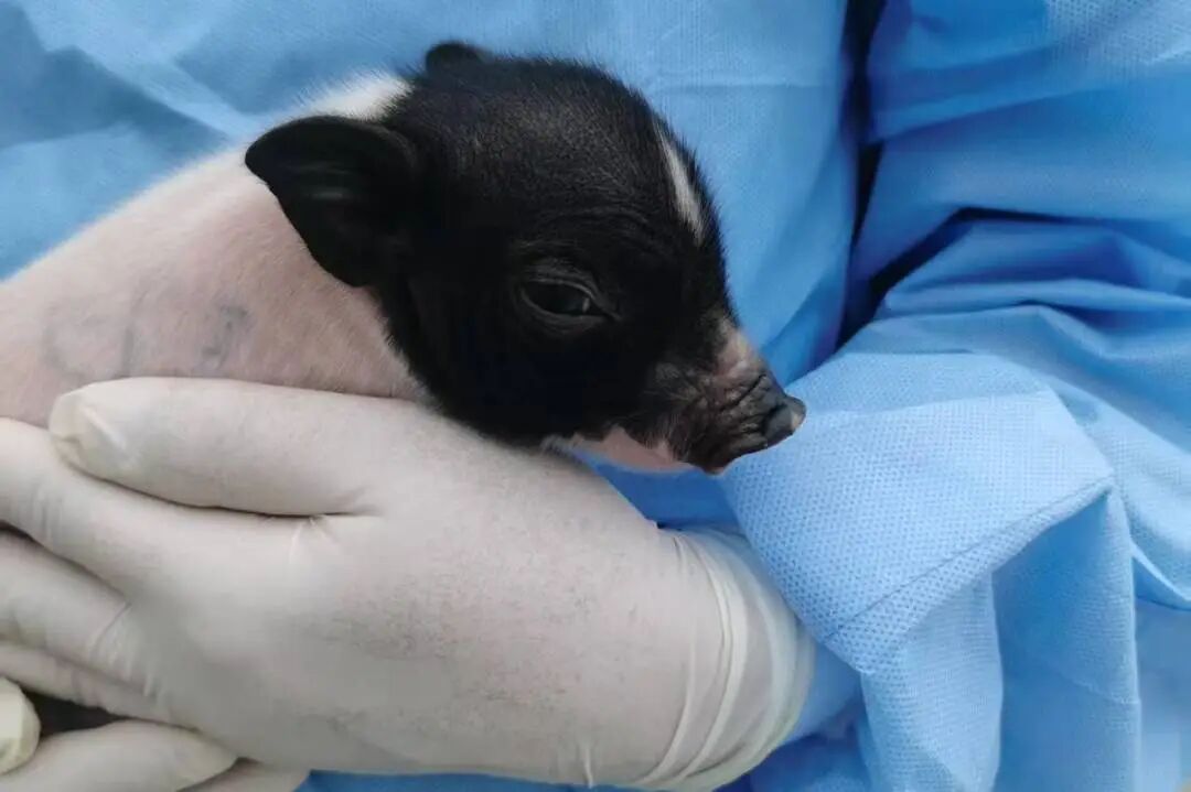 双突破:猪-猴肾移植受体存活超1年,猪-人肾移植患者存活超240天