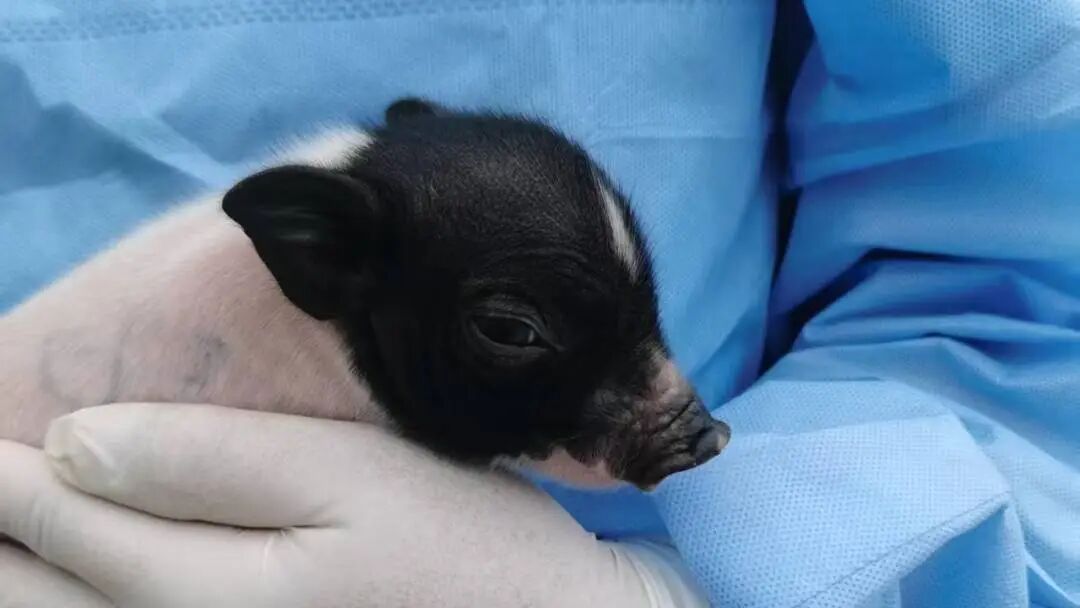 亚洲首例异种移植肾脏体内工作261天，中科奥格供体猪获验证