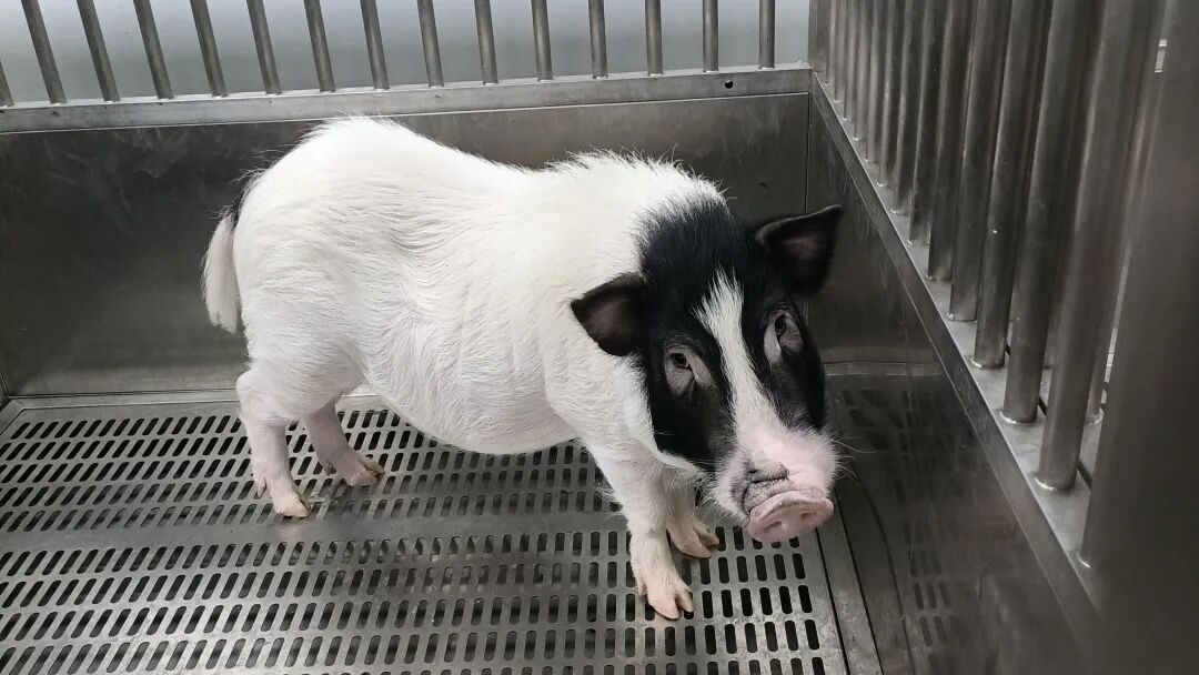 再次登上《Nature》新闻，中科奥格持续助力异种肝移植临床突破