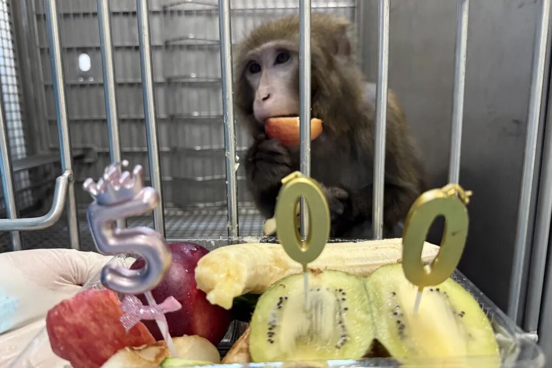 猪-猴肾移植存活超500天,跻身国际一流